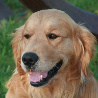 Goldie_retriever_photo_normal